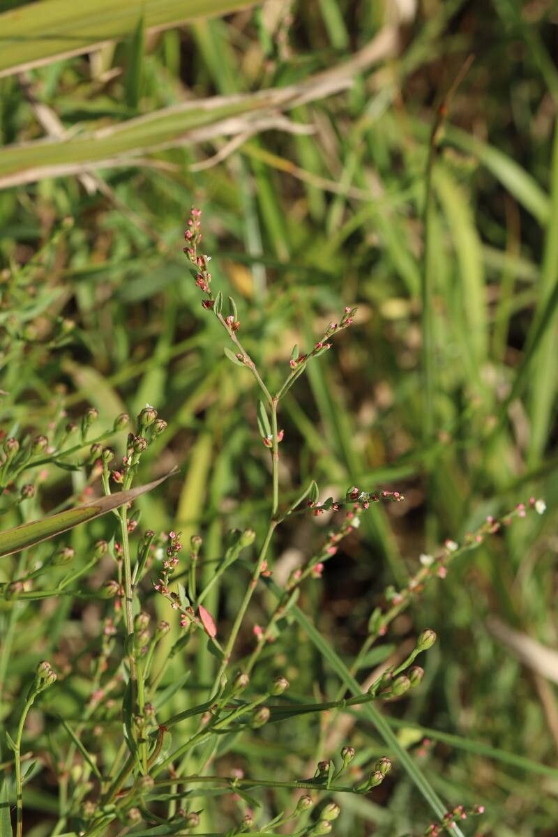 Persicaria pubescens flower