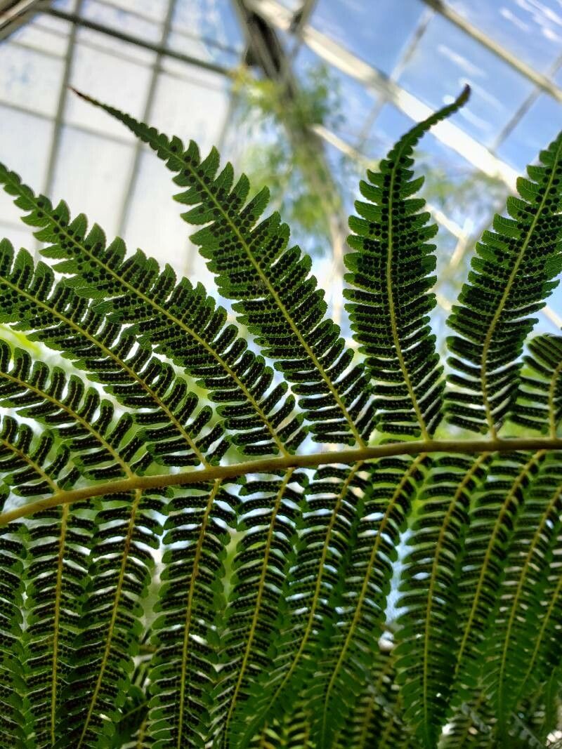 Sphaeropteris cooperi fruit