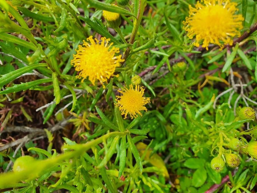 Senecio miser — houseplant care guide