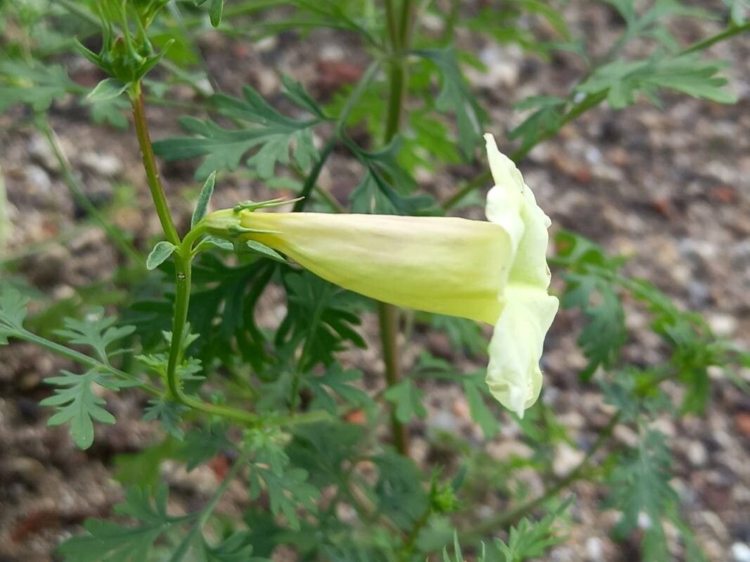 Incarvillea sinensis flower