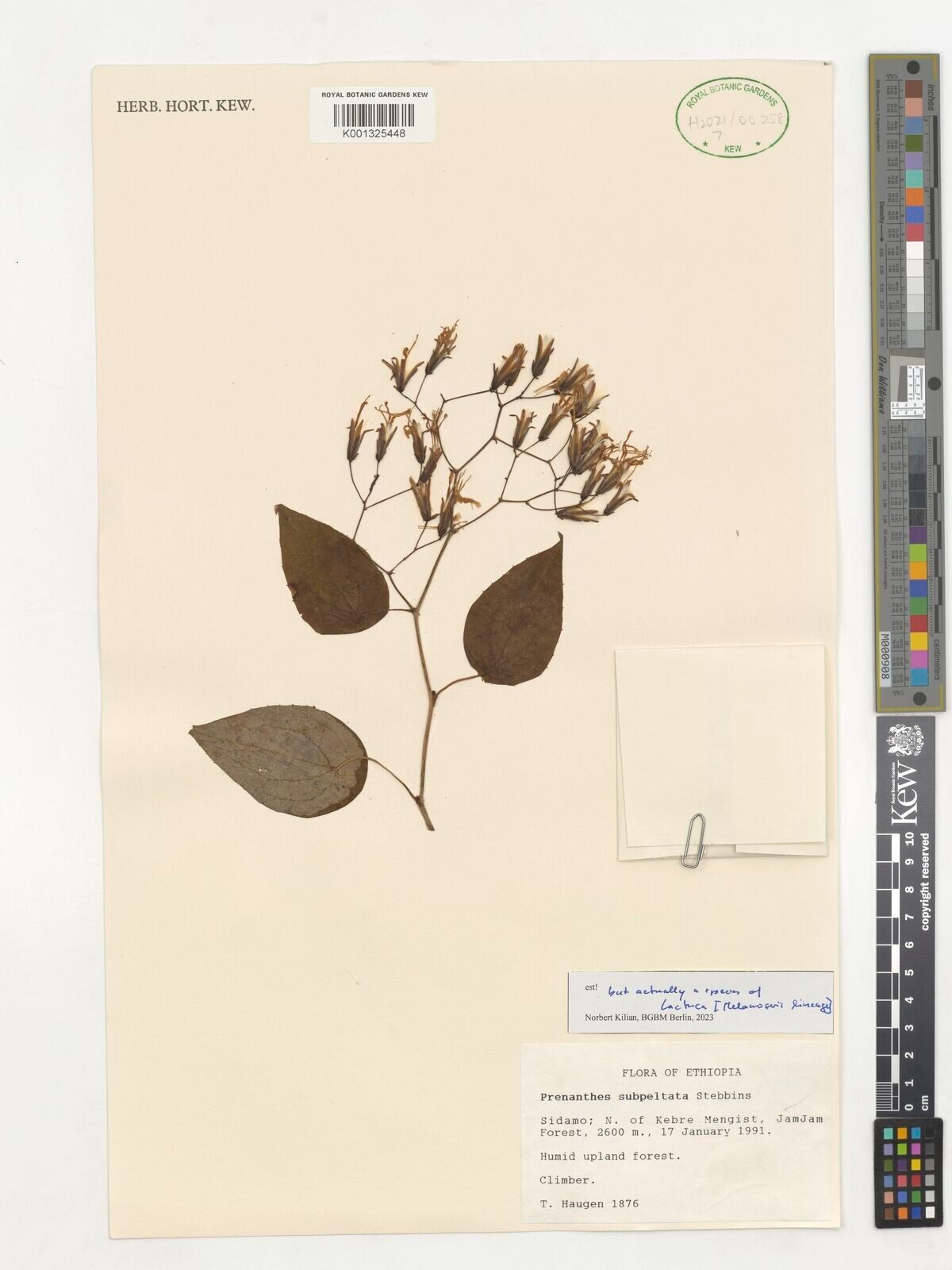 Prenanthes subpeltata — related species from the same genus