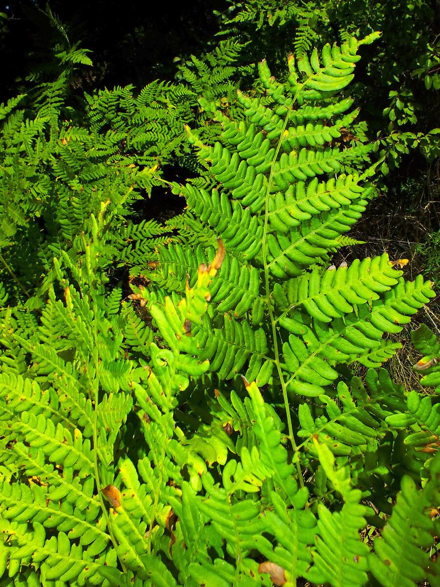 Gymnocarpium dryopteris leaf