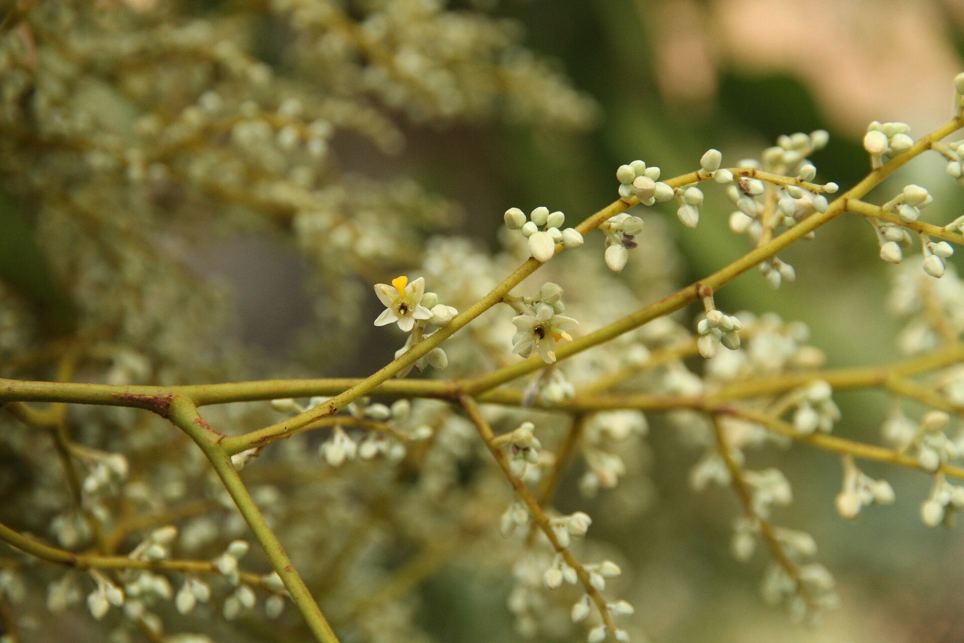 Dialium polyanthum flower