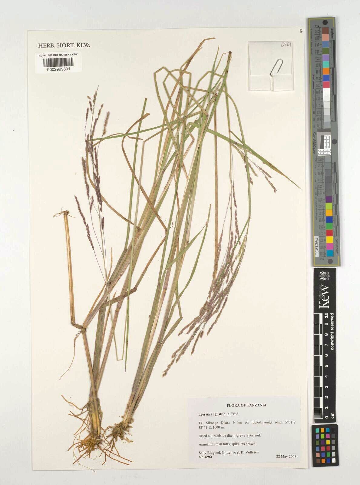 Leersia angustifolia