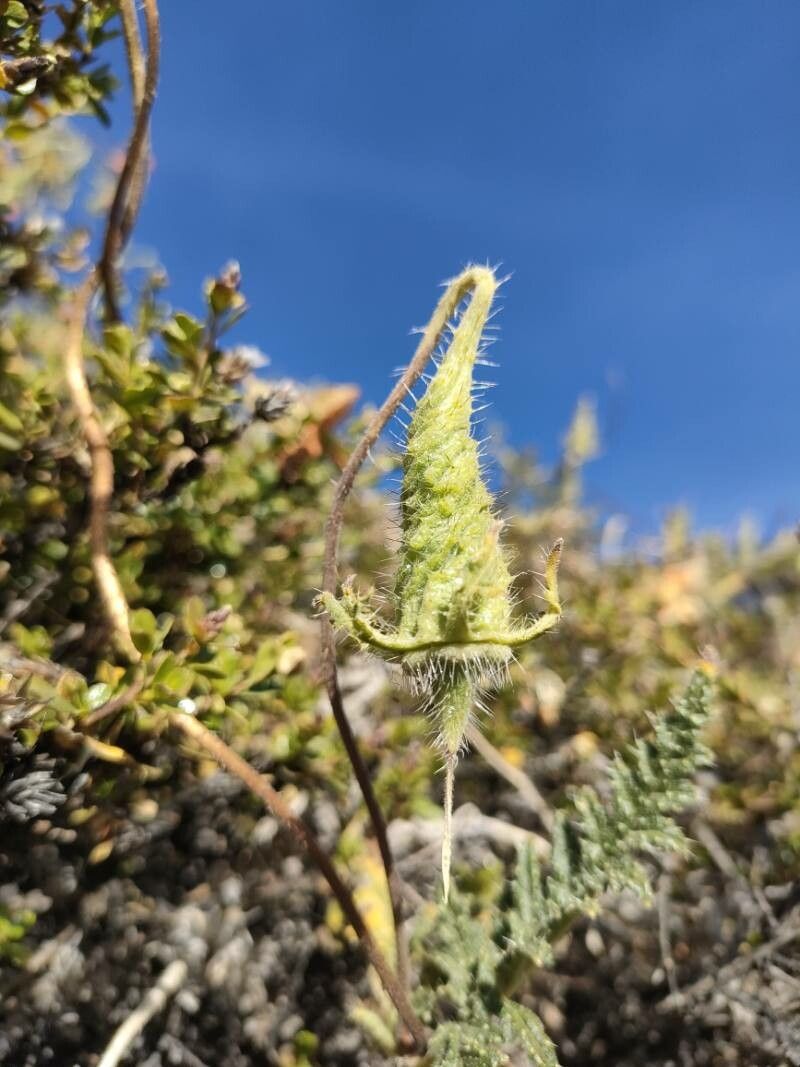 Caiophora chuquitensis fruit