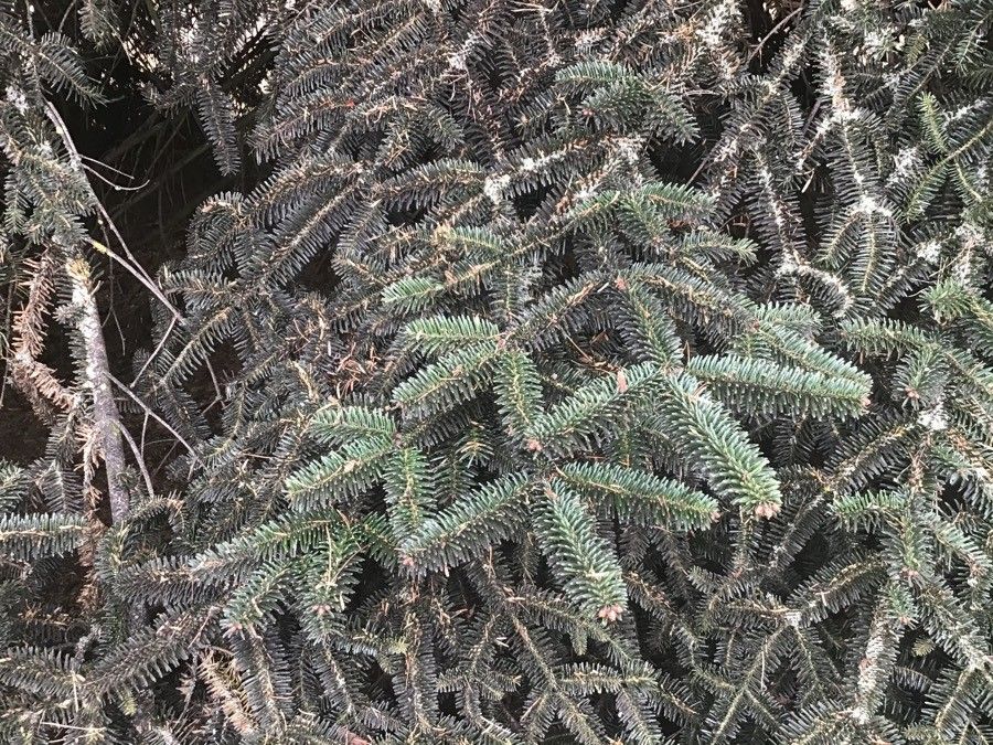 Abies numidica leaf