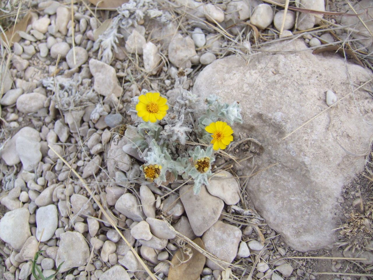 Thymophylla micropoides — related species from the same genus