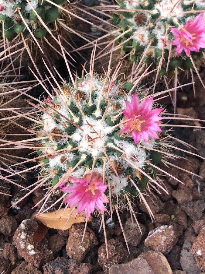 Mammillaria compressa flower