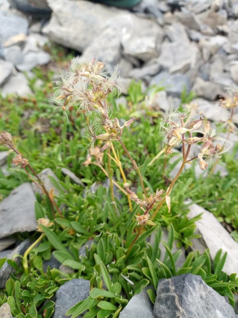 Valeriana saliunca fruit