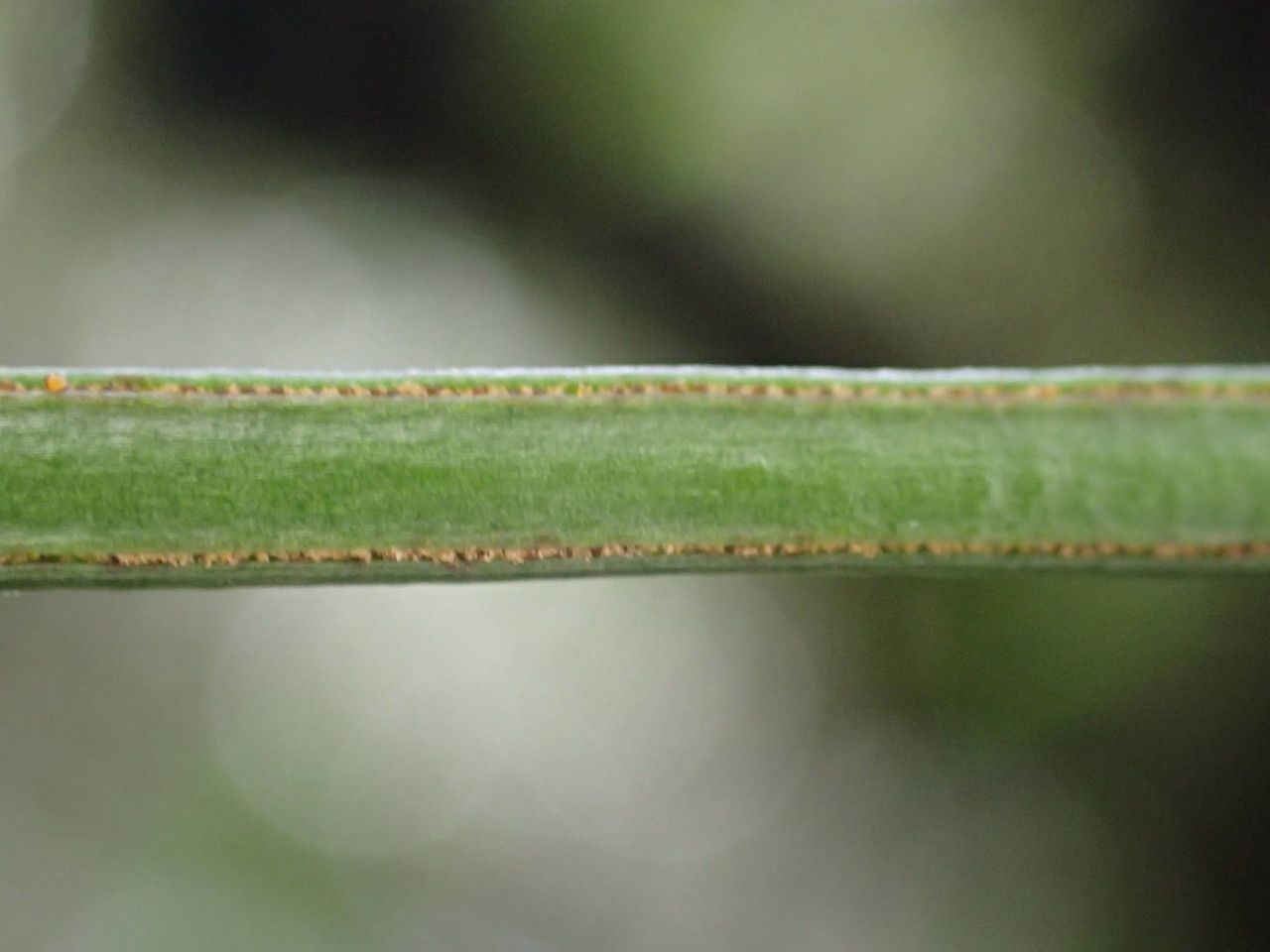 Vittaria isoetifolia fruit