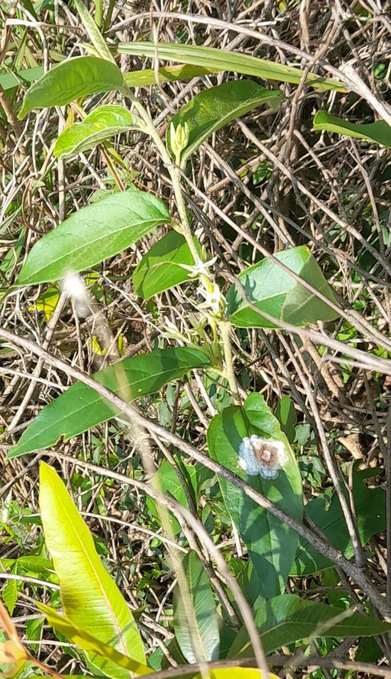 Cestrum strigilatum habit