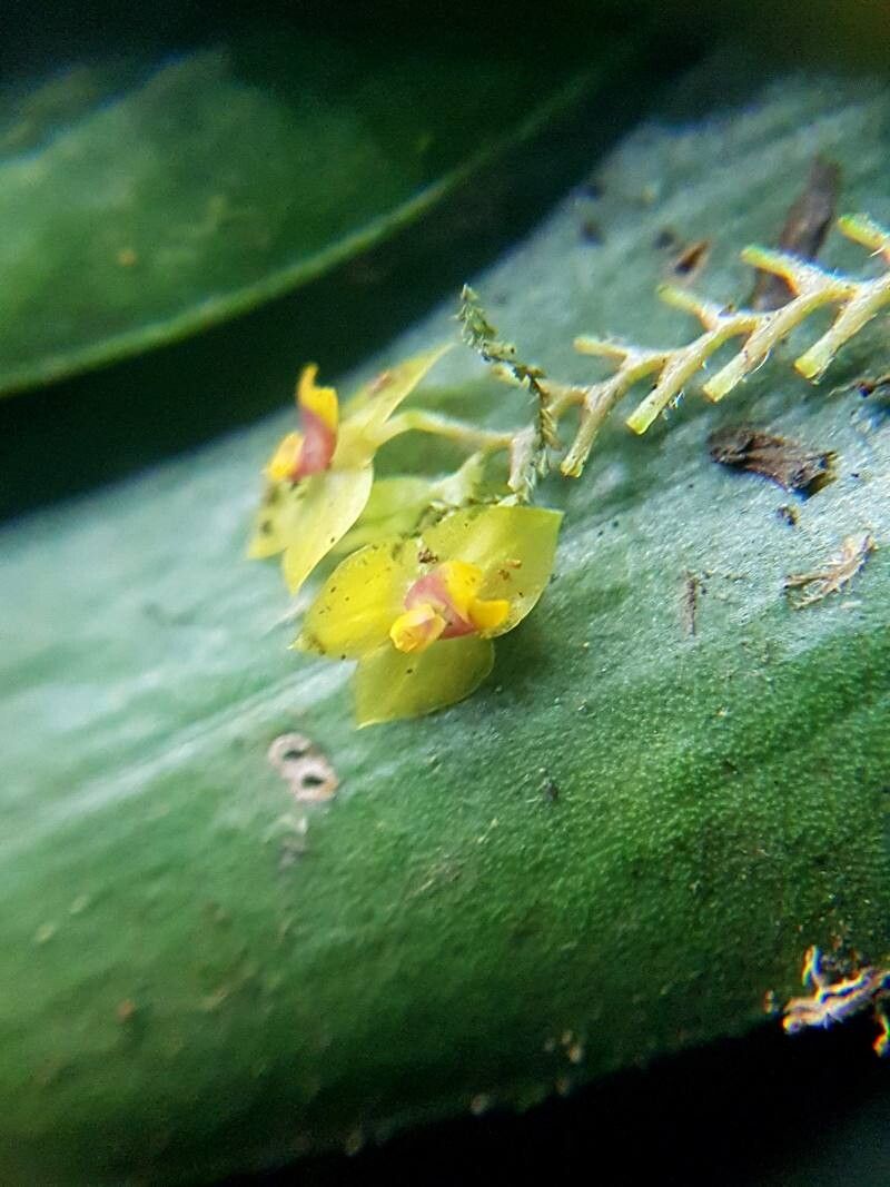 Lepanthes erinacea — houseplant care guide