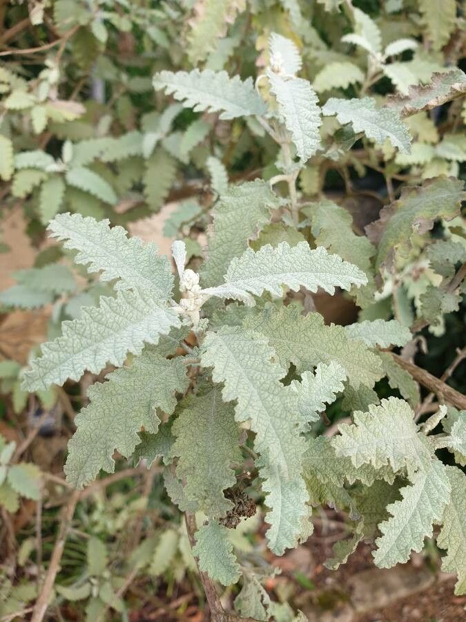 Buddleja glomerata leaf