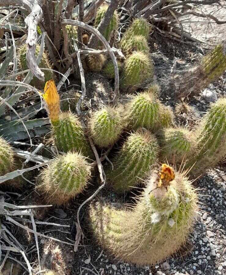 Echinopsis strigosa habit