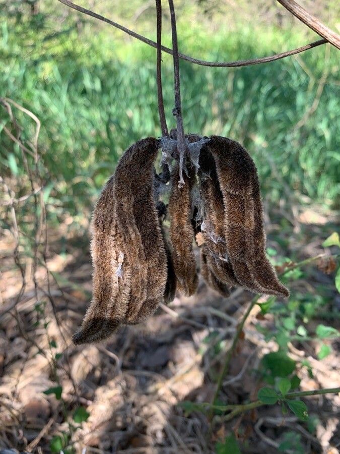 Mucuna pruriens fruit