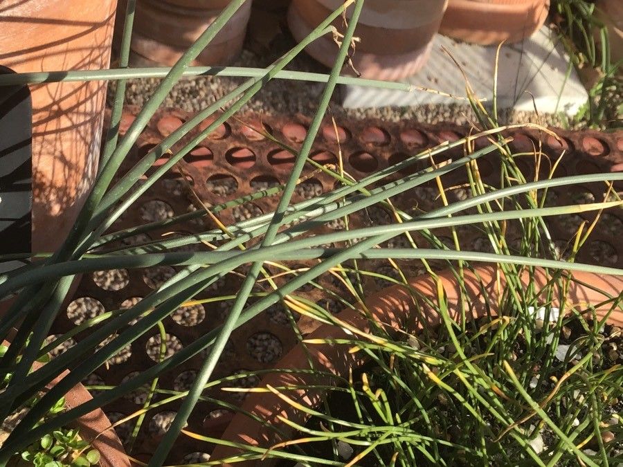 Narcissus viridiflorus — search result for 'Narcissus'