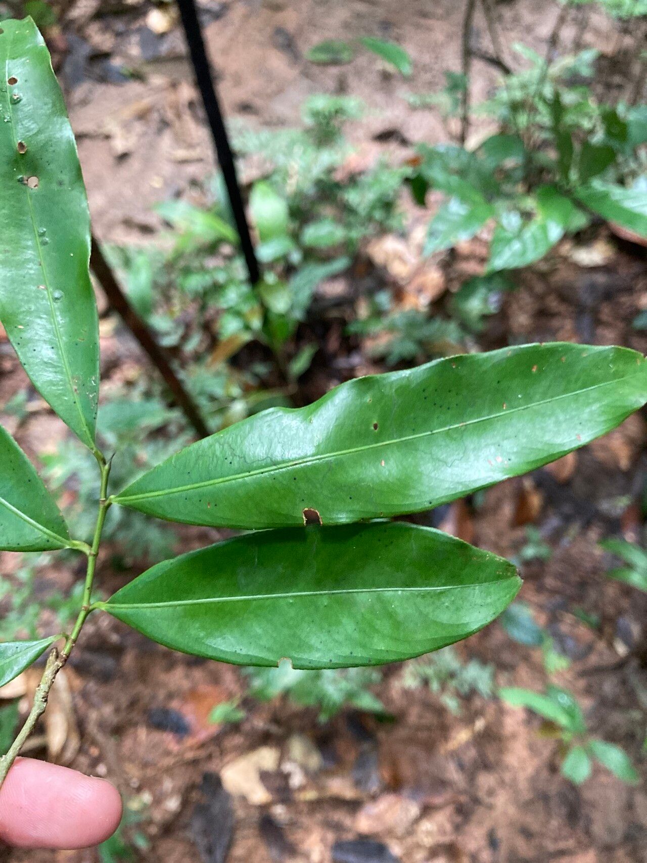 Ouratea discophora — houseplant care guide