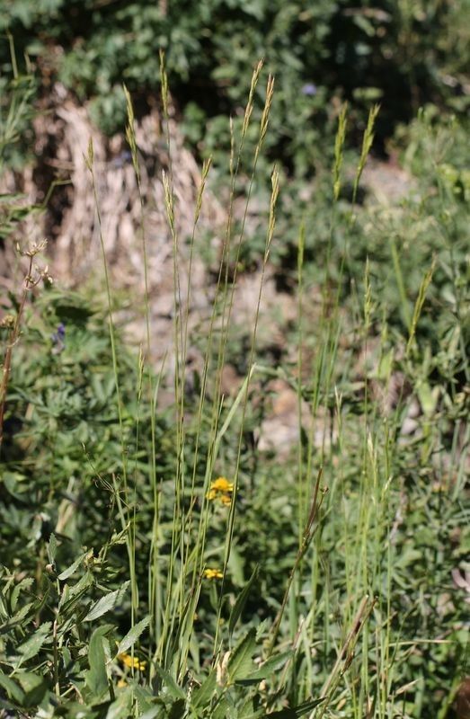 Bromus suksdorfii habit
