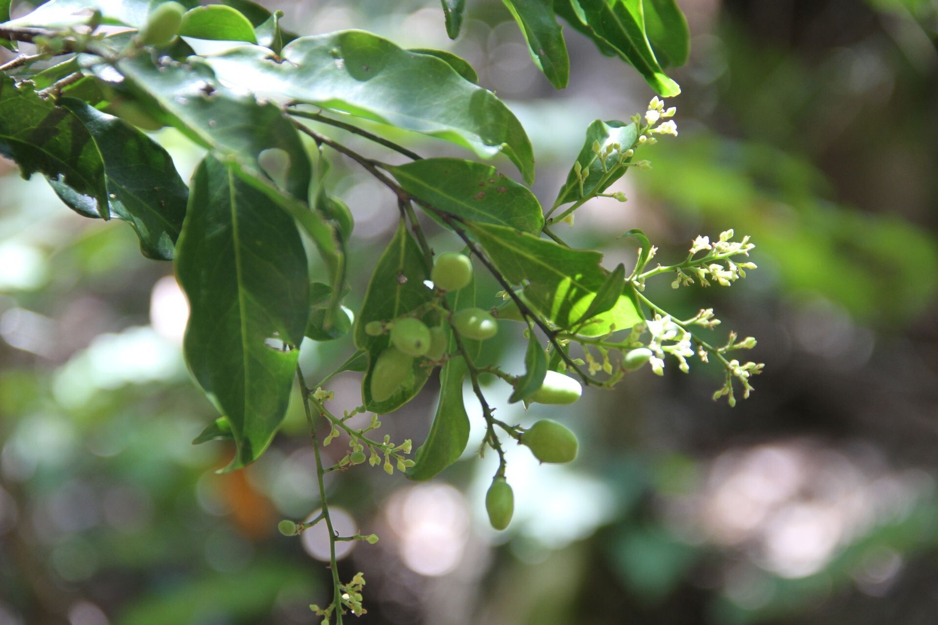 Hunga rhamnoides fruit