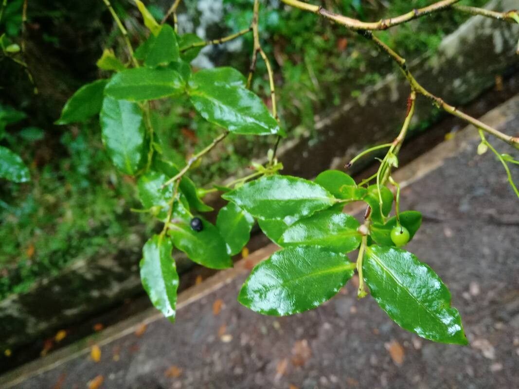 Vaccinium padifolium — search result for 'Vaccinium'