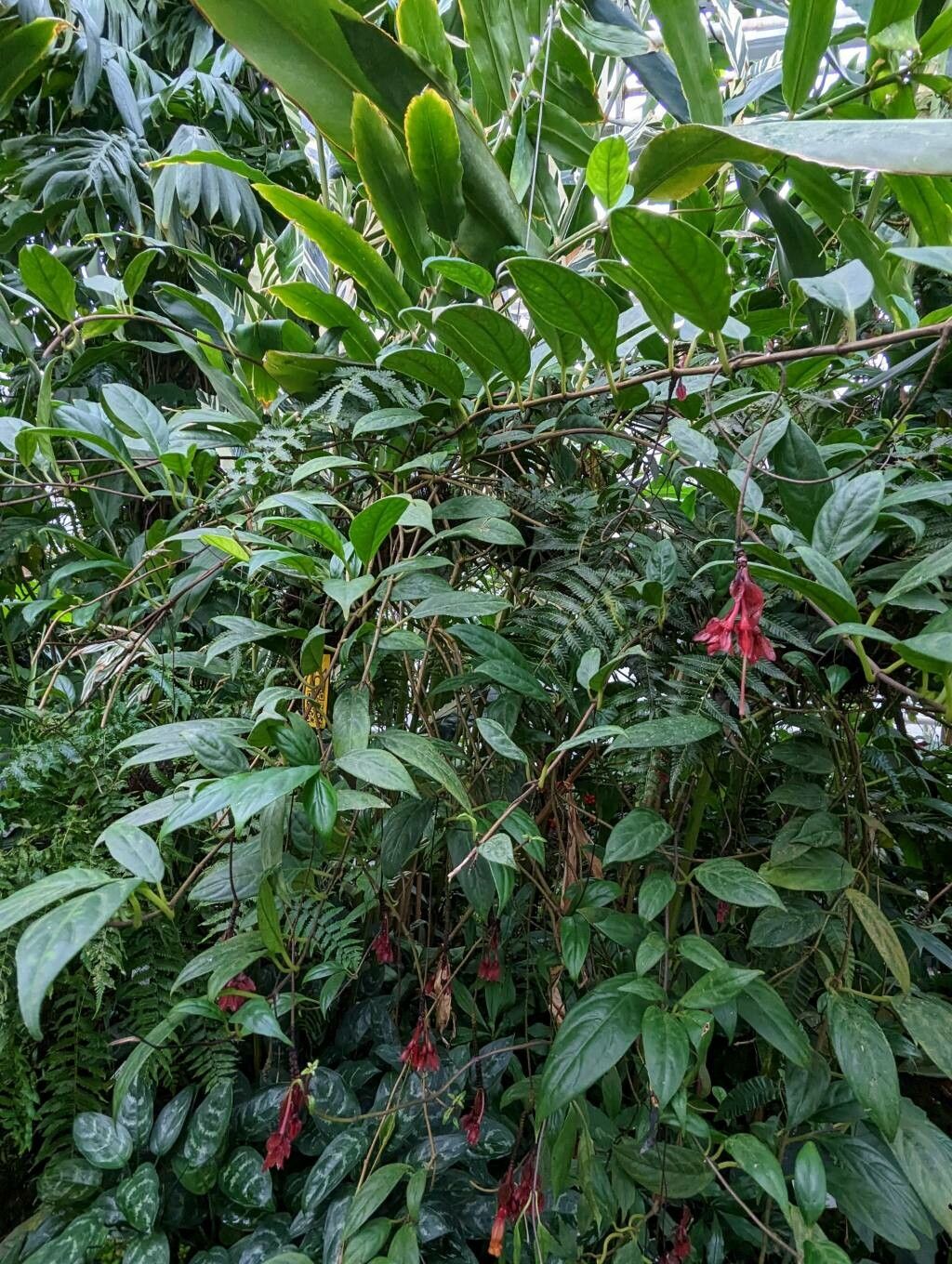 Drymonia pendula habit