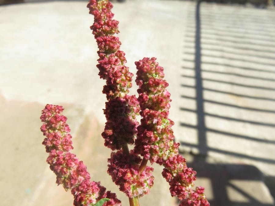 Rumex maricola — houseplant care guide