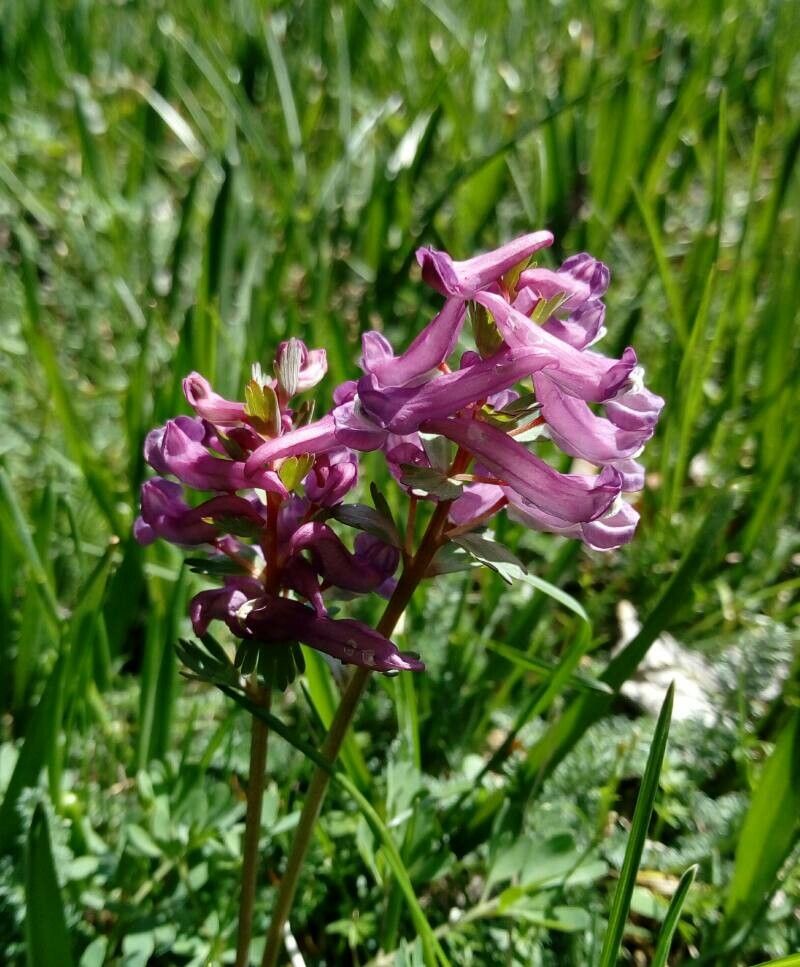 Pedicularis × pallidiflora — houseplant care guide