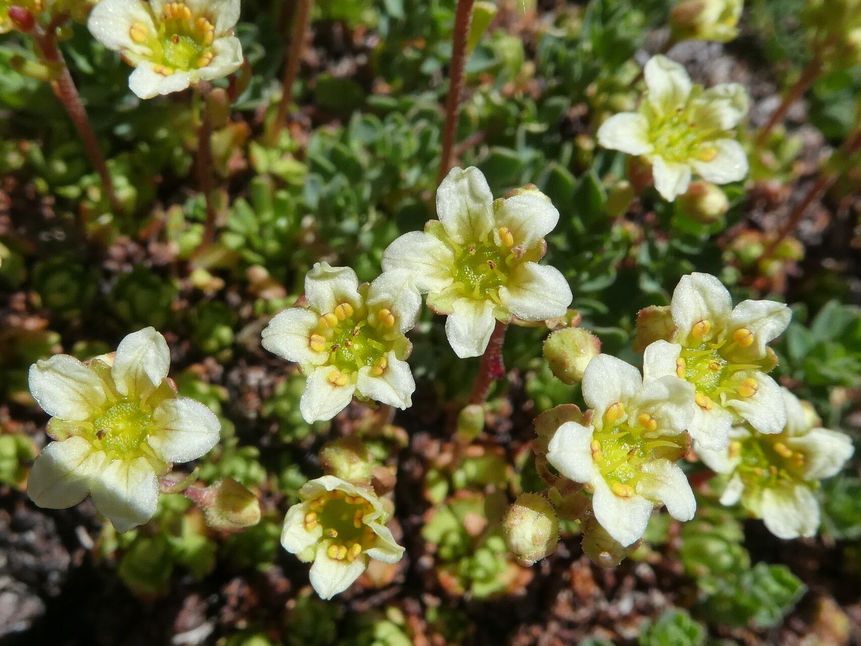 Saxifraga moschata flower
