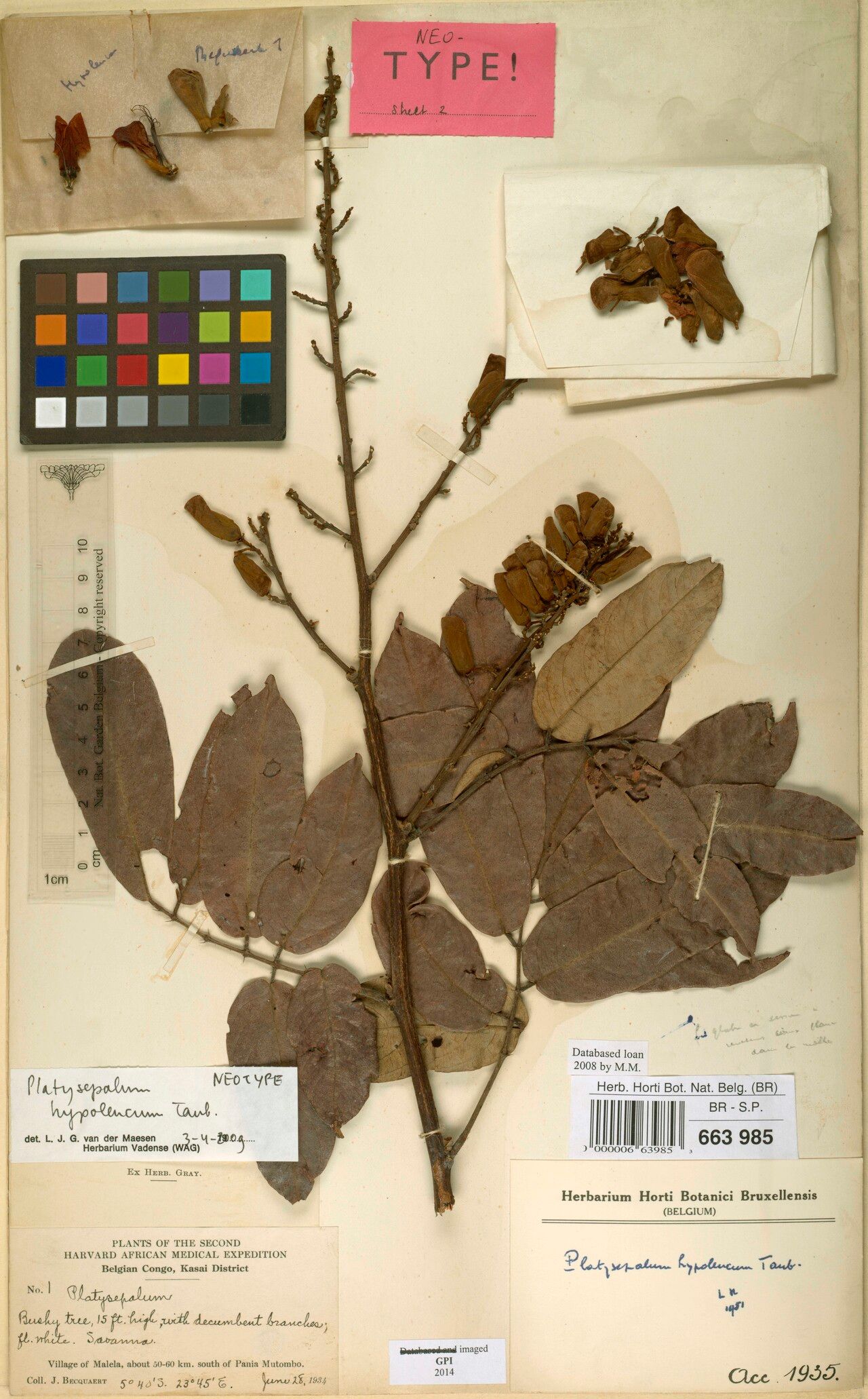 Platysepalum hypoleucum — related species from the same genus