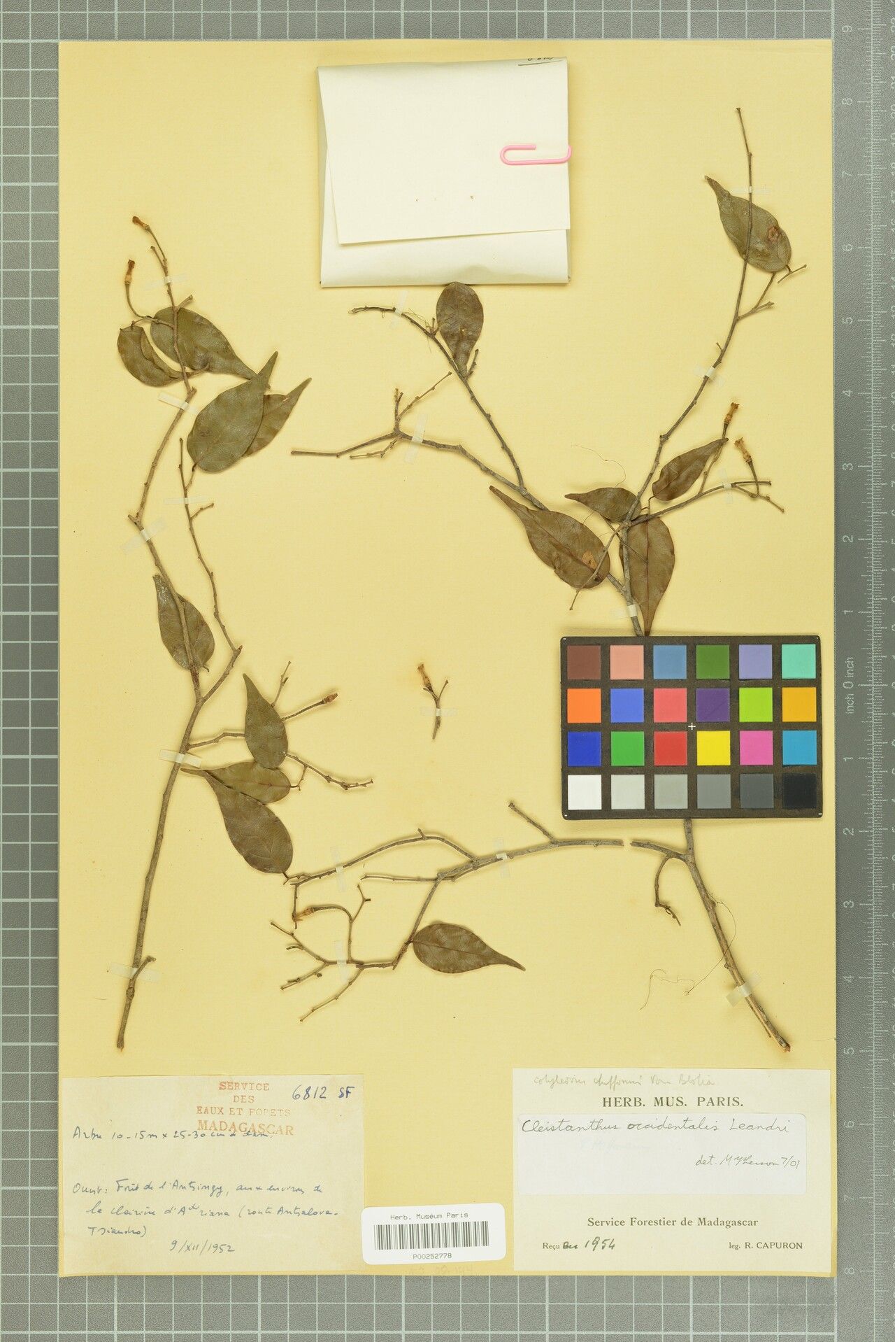 Cleistanthus occidentalis — houseplant care guide