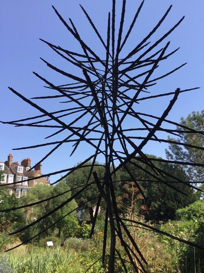 Pseudopanax ferox — related species from the same genus