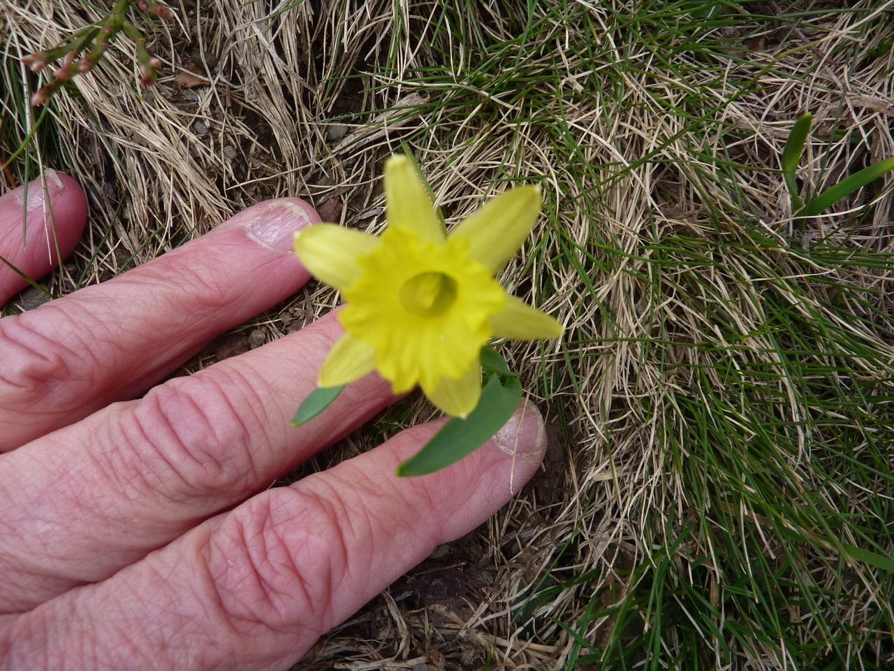 Narcissus jacetanus habit