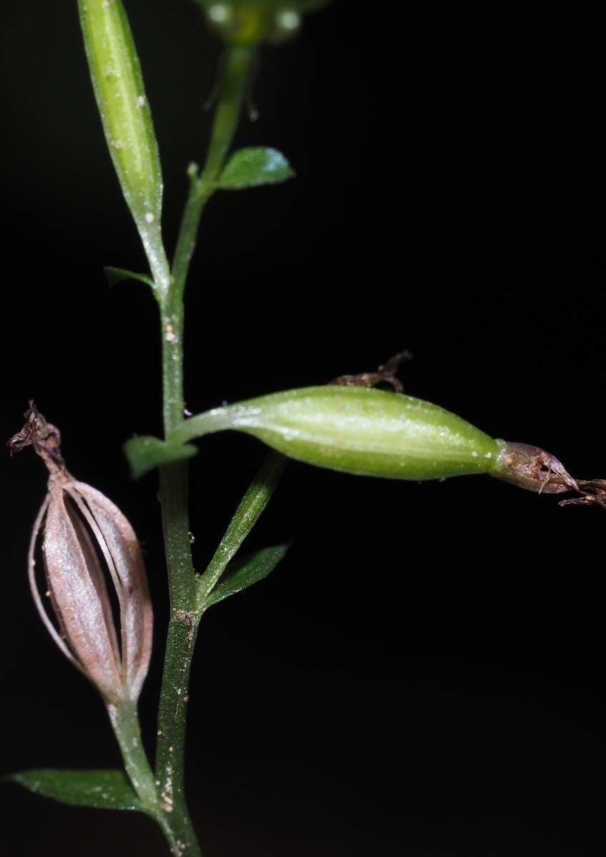 Acianthus aegeridantennatus fruit
