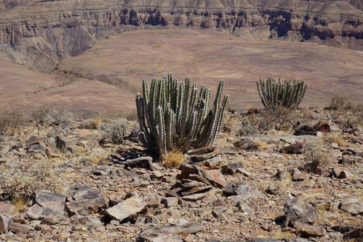 Euphorbia virosa bark