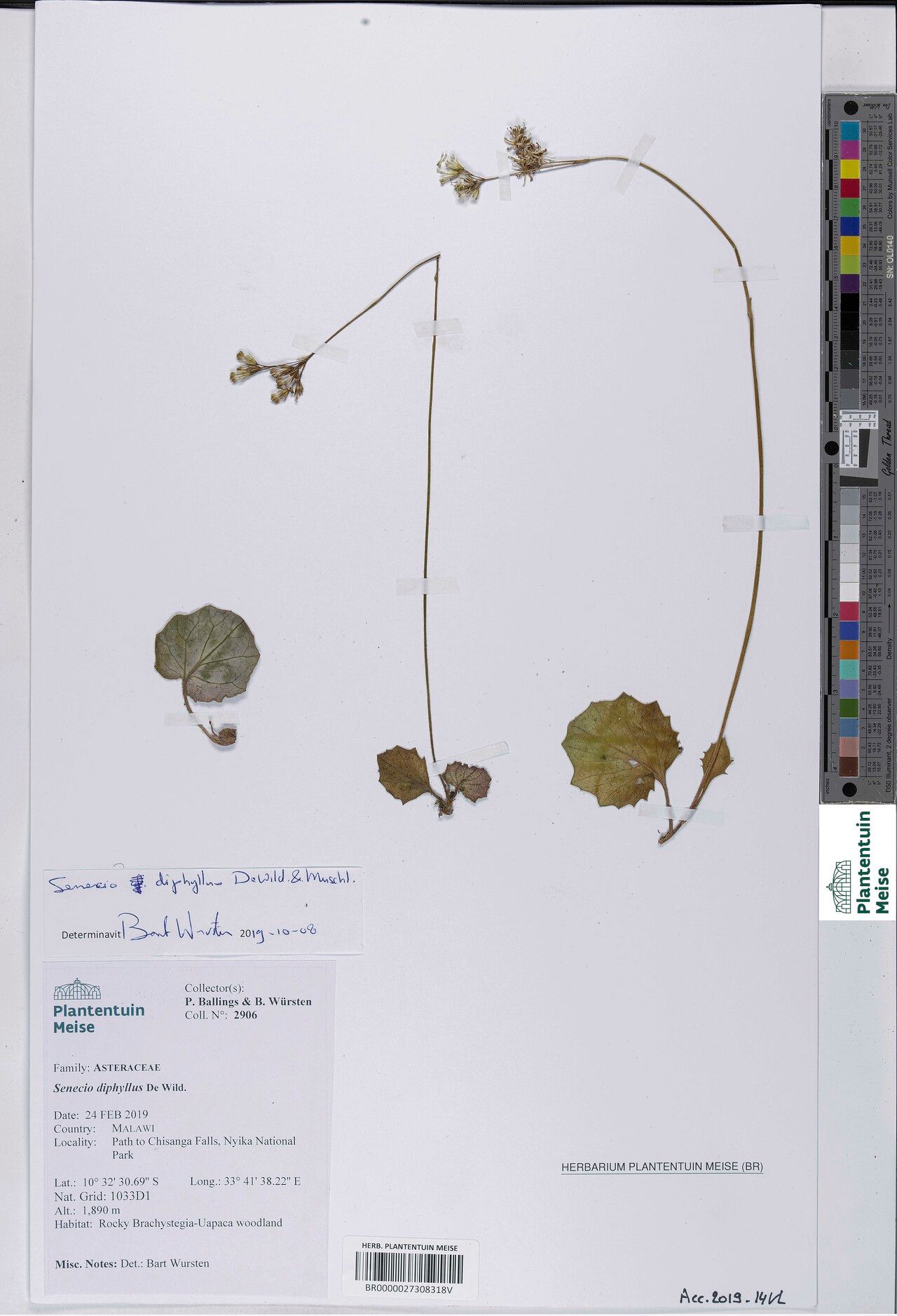 Senecio diphyllus — houseplant care guide