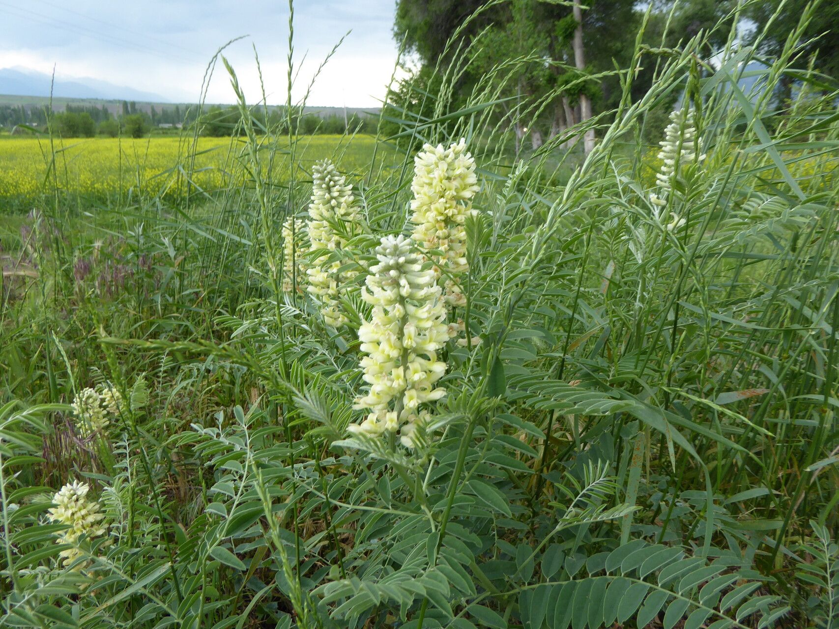 Sophora alopecuroides flower