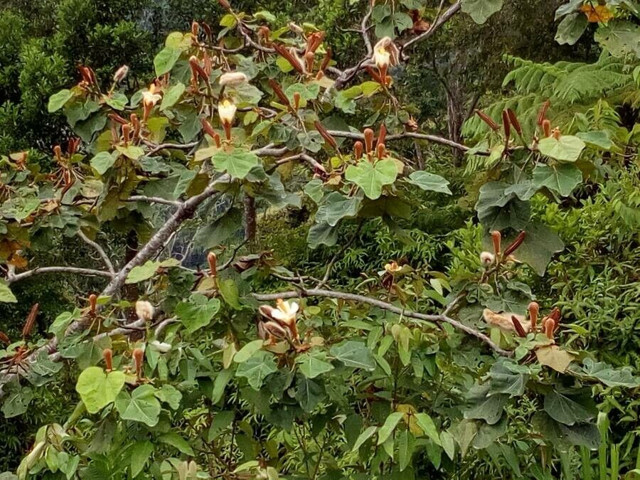 Ochroma pyramidale flower
