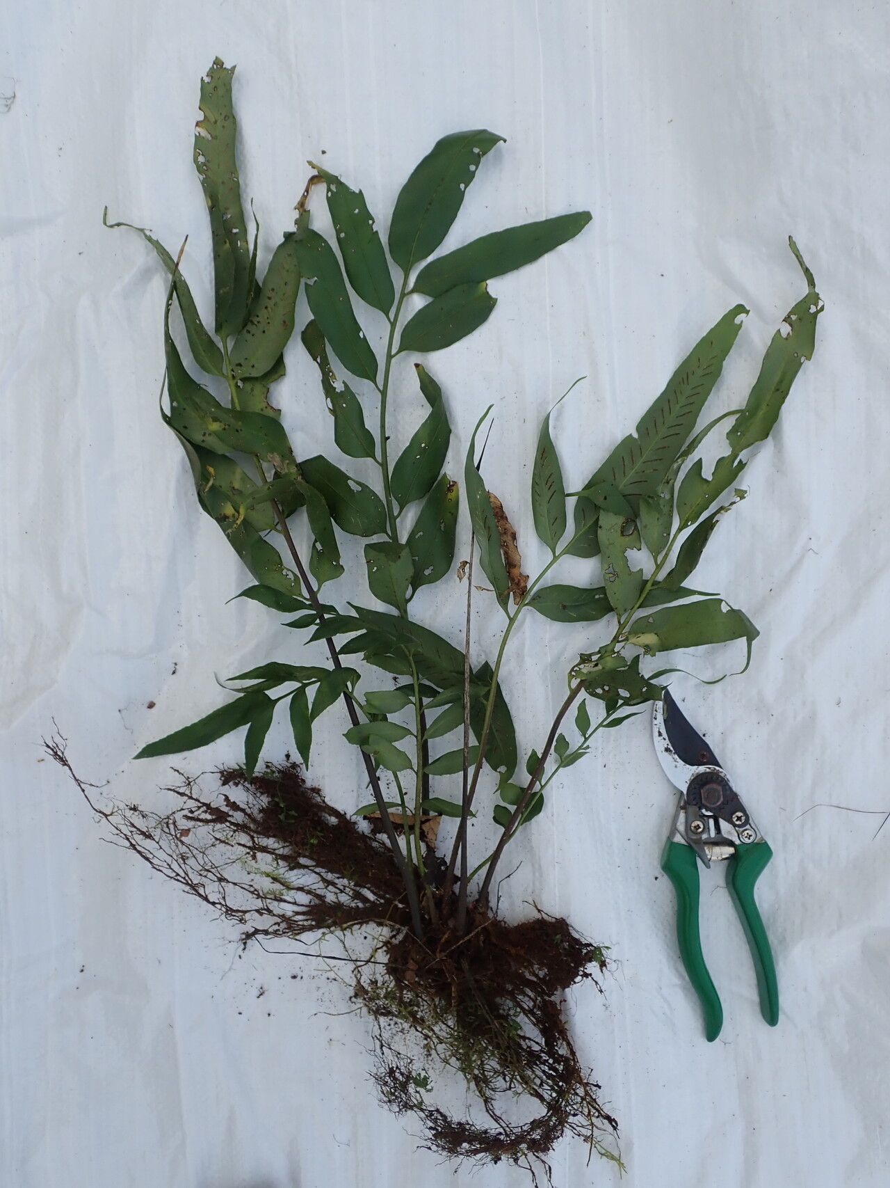 Asplenium gemmiferum habit