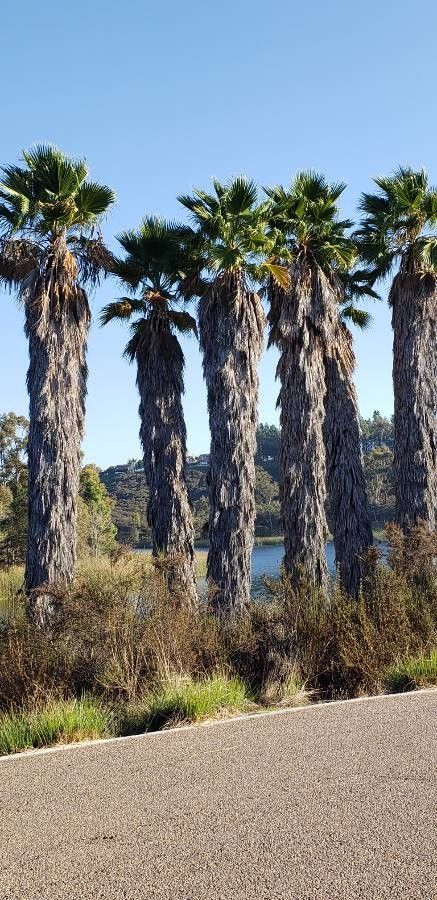 Washingtonia robusta flower