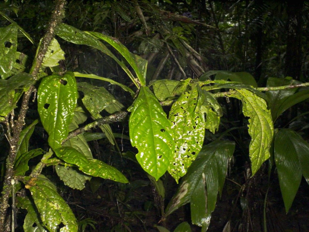 Quararibea pumila — search result for 'Quararibea'