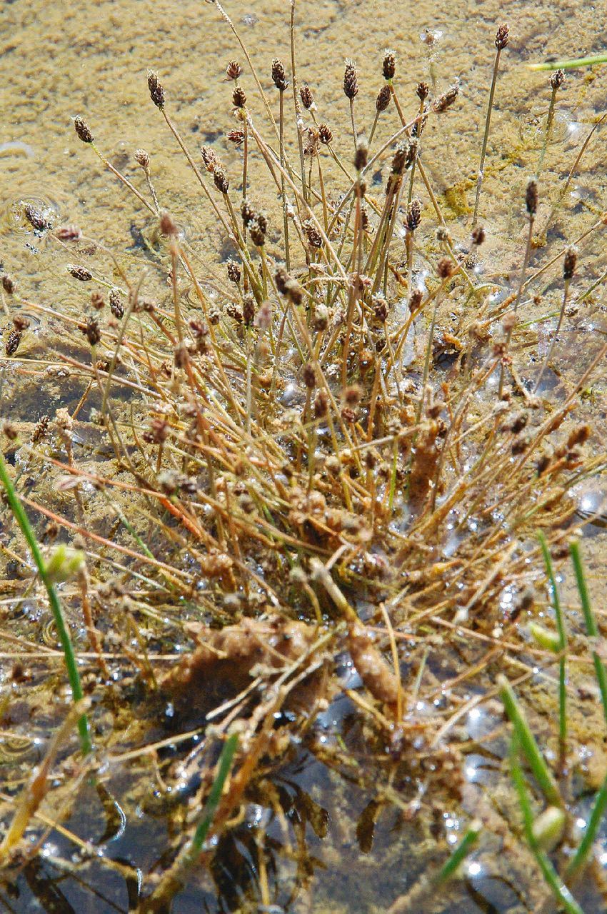 Eleocharis atropurpurea habit