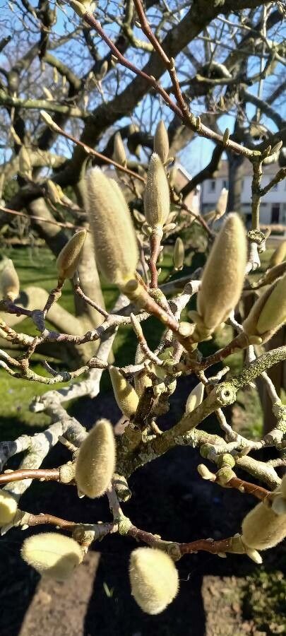 Ochroma pyramidale fruit
