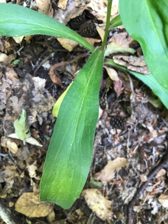 Digitalis micrantha — search result for 'Digitalis'