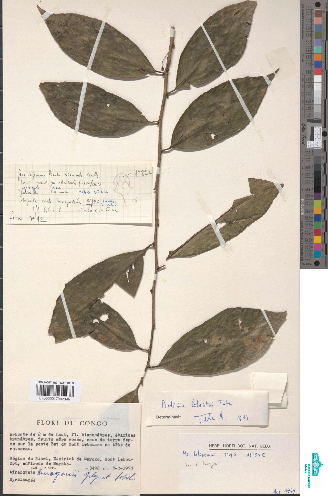 Ardisia letestui — houseplant care guide