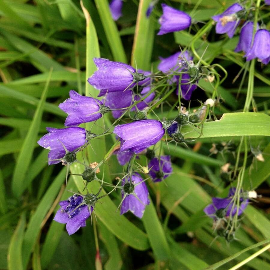 Campanula rhomboidalis flower