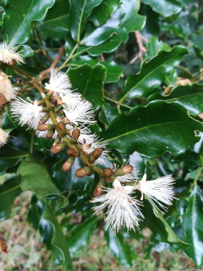 Archidendropsis streptocarpa flower