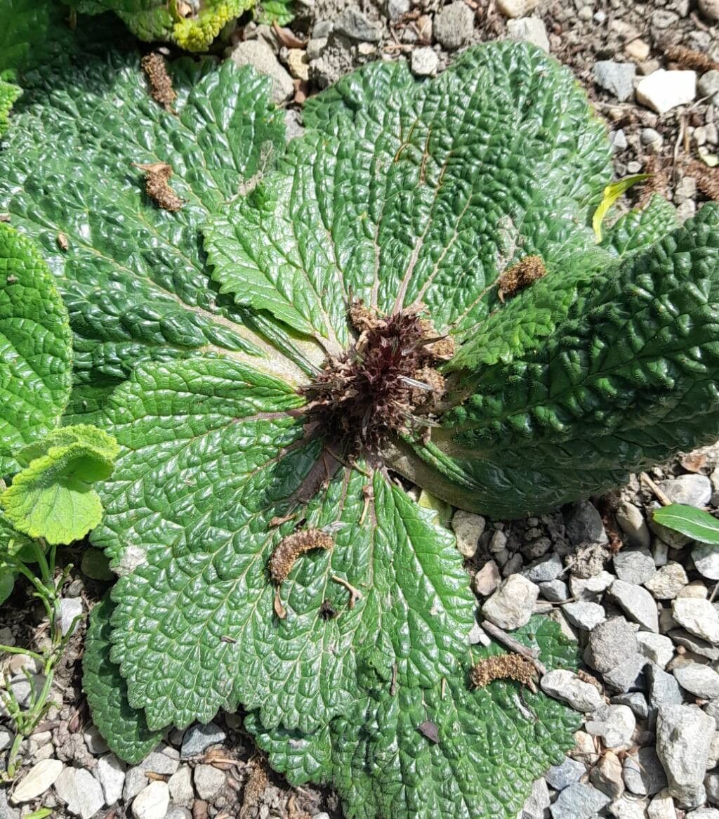 Phlomoides rotata habit