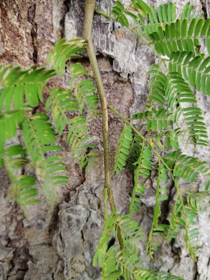 Caesalpinia coriaria — related species from the same genus