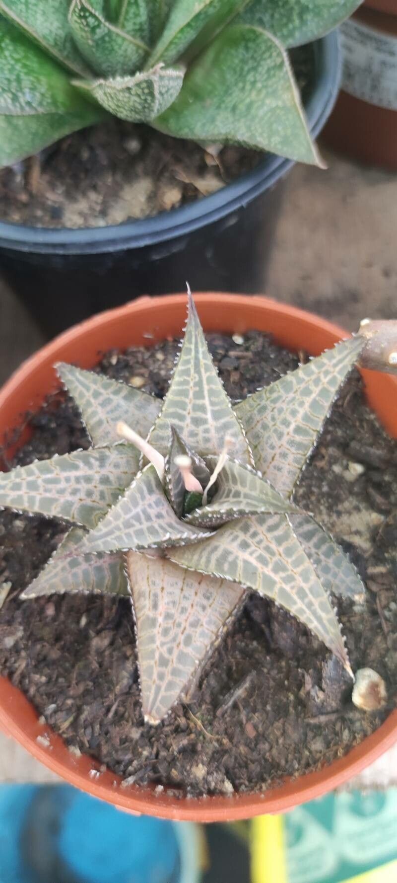 Haworthia venosa flower