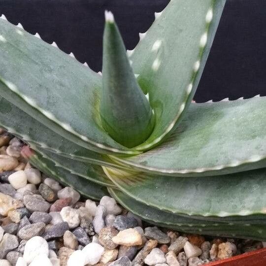 Aloe meyeri — houseplant care guide